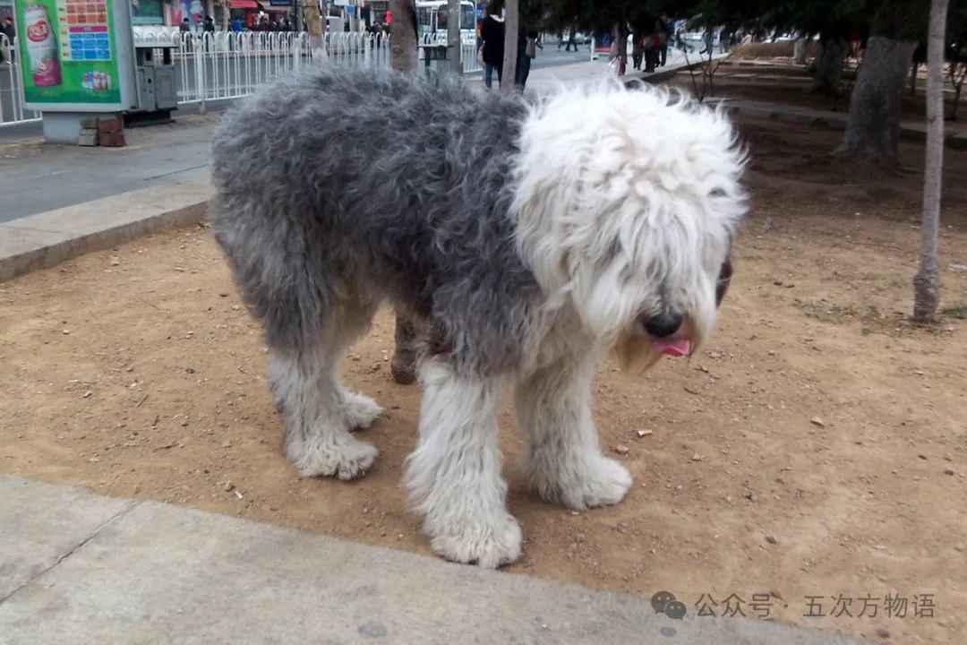 The Fluffy Guardian: Charm and Loyalty of the Old English Sheepdog