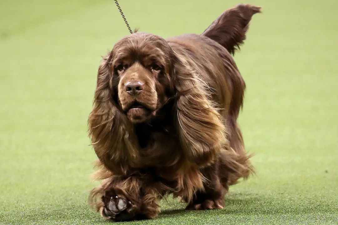 Sussex Spaniel: A Gentle Sporting Dog with a Rich History and Recent Championship Glory